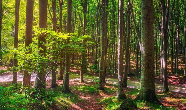 Masaf. Nasce la nuova Carta Forestale Italiana 